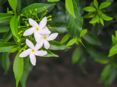 This Jasmine.